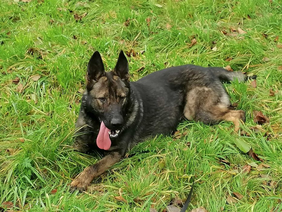 owczarek niemiecki uzytkowy pies 15 mis