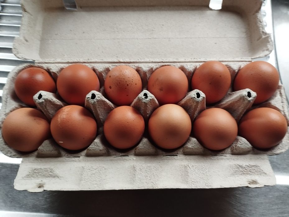 Ovos caseiros boa qualidade