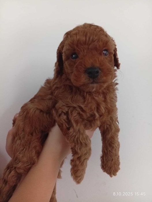 Pudel Toy / Piesek Badi red brown