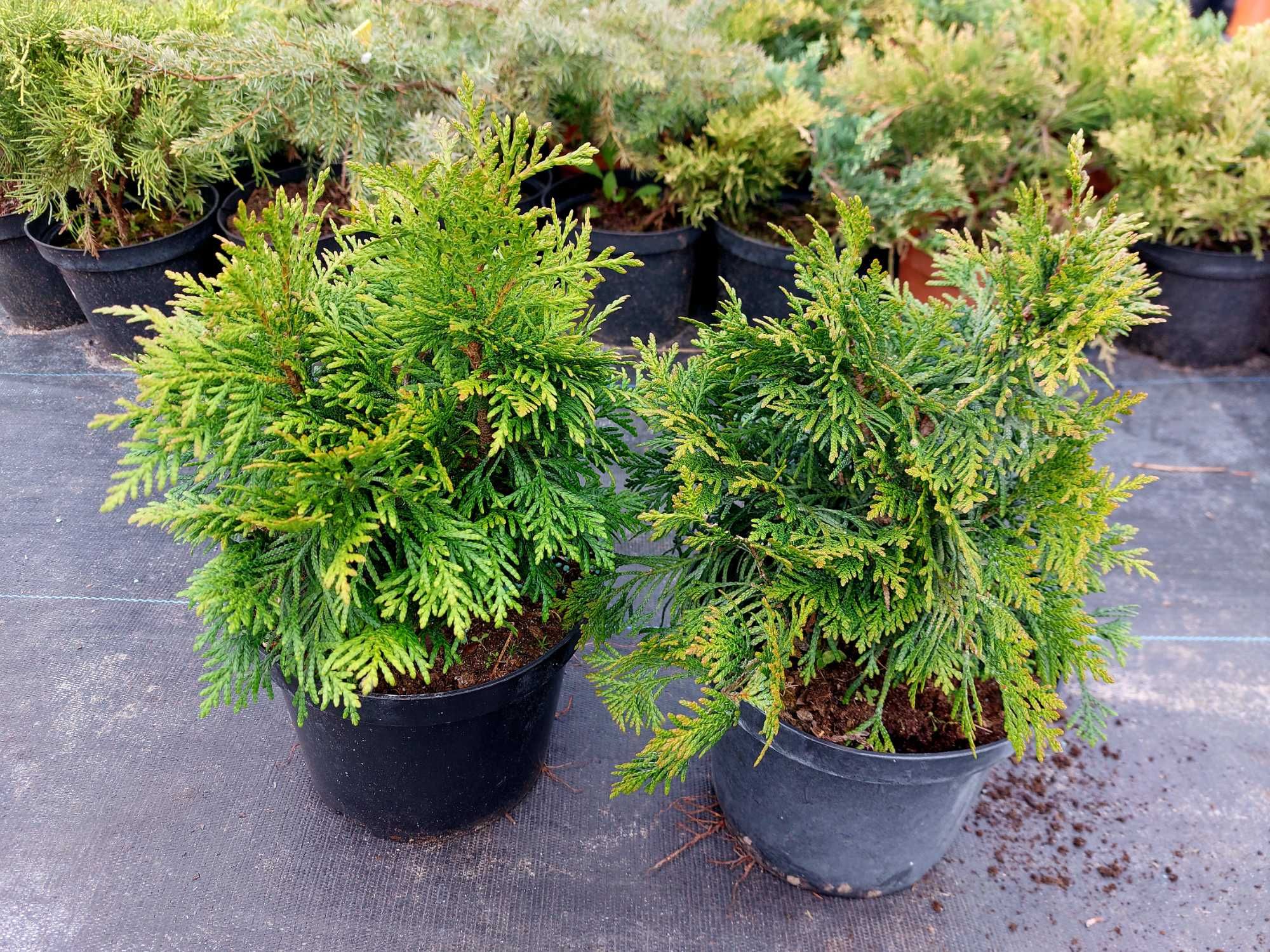 Thuja Eschricht Grune Kugel