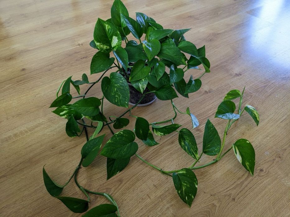 Епіпремнум золотистий