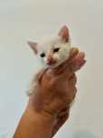 Gatos bebés para adoção respinsável