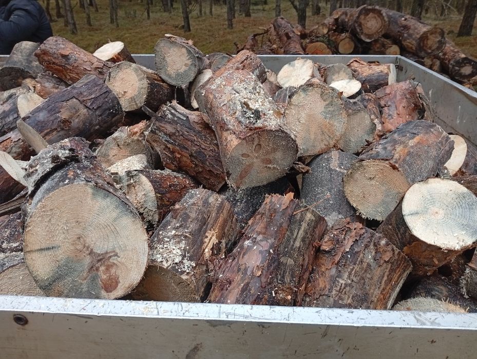 Drewno opałowe  sosna