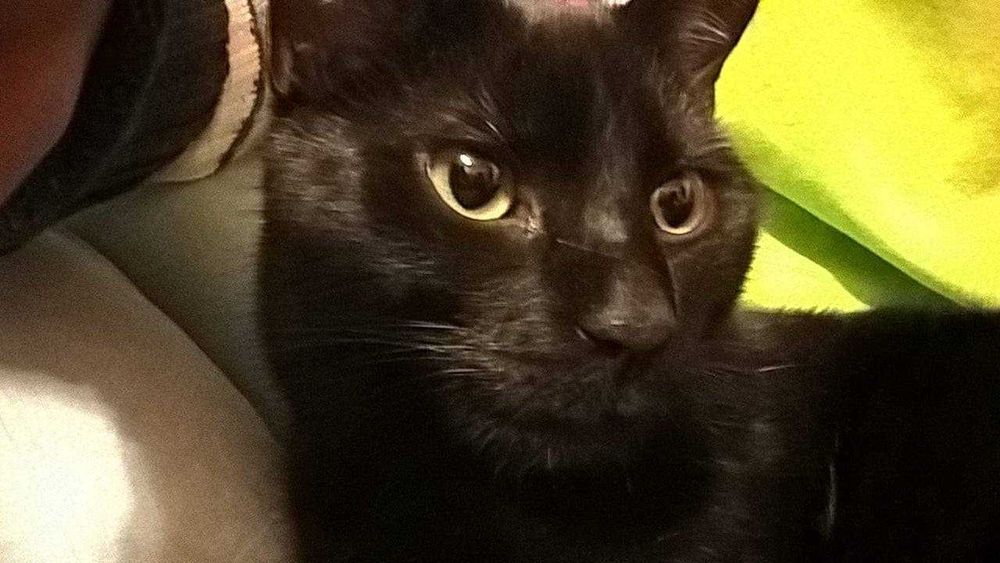 Mela - kotka szuka domu