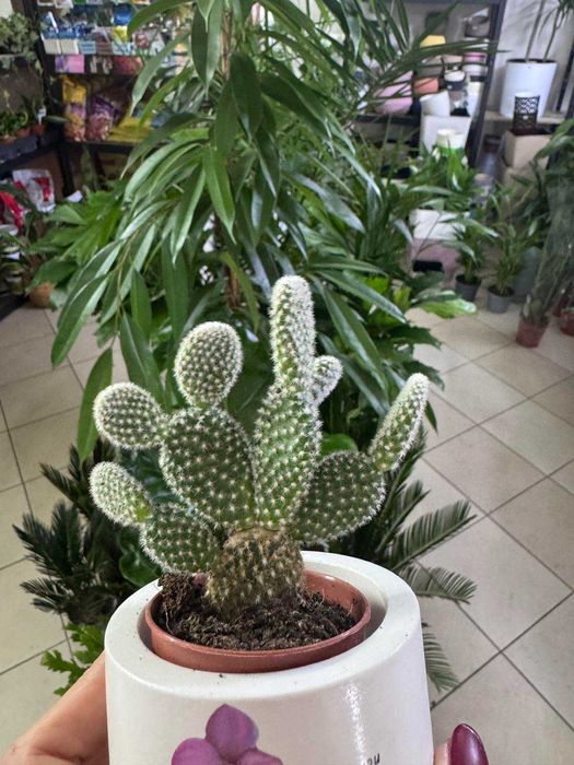 Паперомія .Ріпсаліс Цереускула