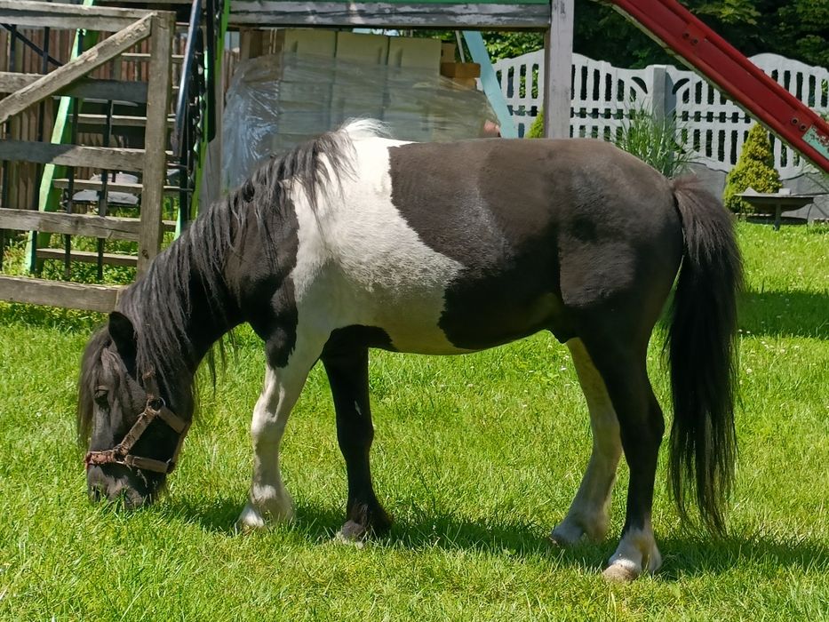 Ogier z licencją kuc szetlandzki, Kucyki, hucuły. LIKWIDACJA STADA