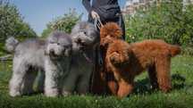 SALE Ladrudoodle puppies price negotiable