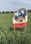 Pszenica ozima King Kong - materiał siewny Top Farms NOWOŚĆ