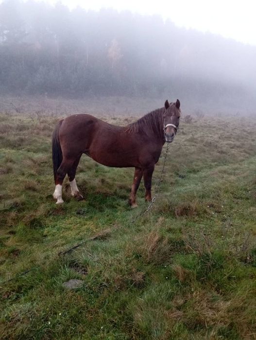 Продам Кобилу 12 років