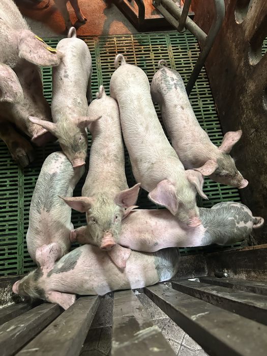 Leitoes bisaros ideal para assar