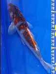 Carpas  Koi - Nishikigoi