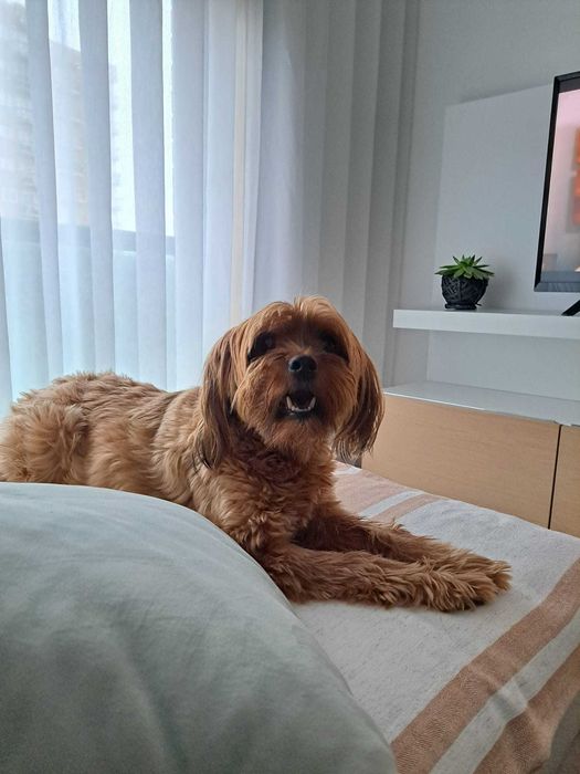 Cadela para adoção porte pequeno médio