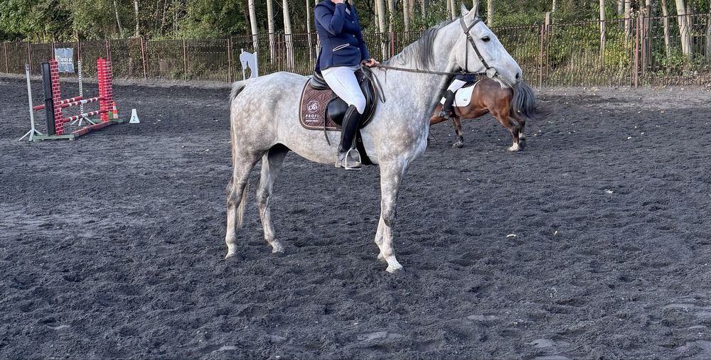 Sprzedam wałach małopolski siwy 7 lat. Zajeżdżony.  Spokojny koń.