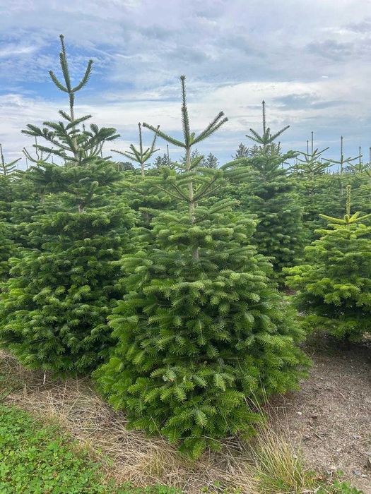 Jodła Kaukaska – choinki świąteczne prosto z plantacji Transport