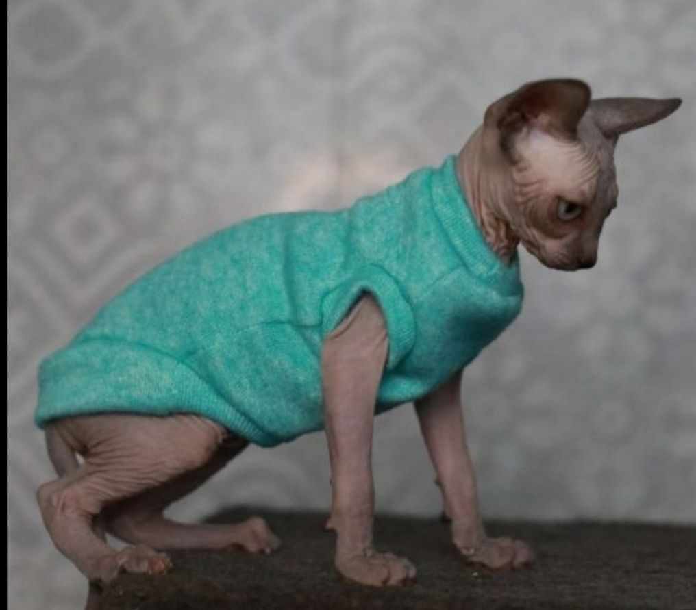 кофта худі сіре светр на кота сфінкс одежда одяг тедді