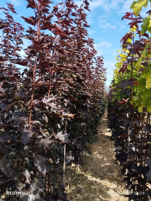 Drzewa Alejowe ,zapraszam