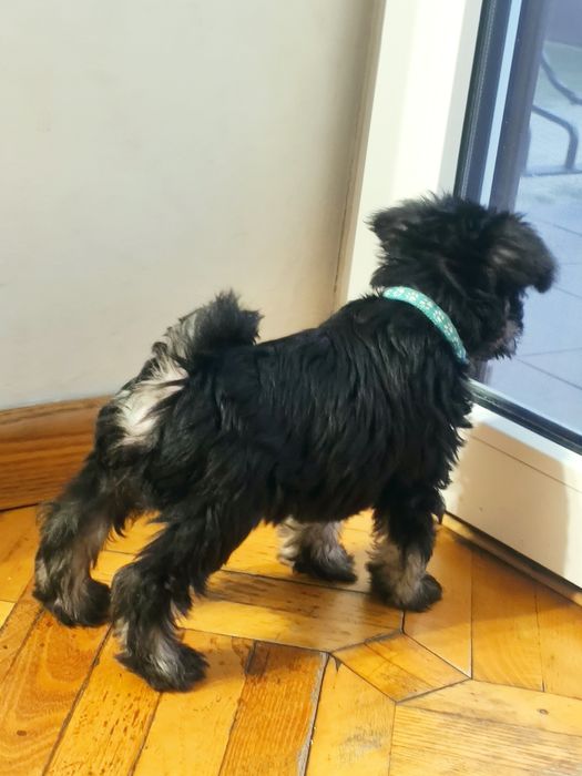 Sznaucer miniaturowy