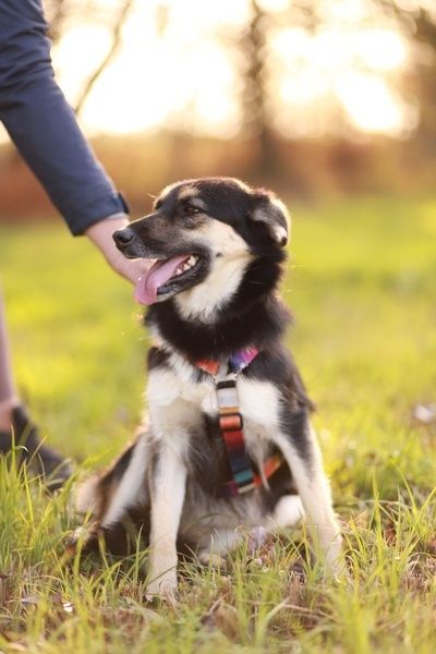 Mela - wyjątkowa i delikatna suczka poleca się do adopcji