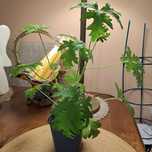 Anginka geranium