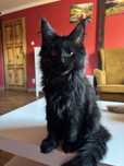 Kocurek Maine coon z rodowodem FPL
