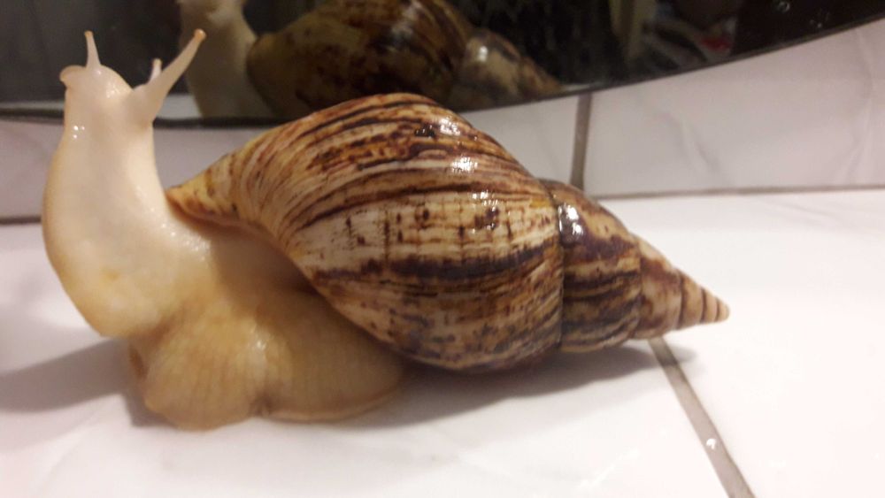 Ślimaki lissachatina reticulata albino body