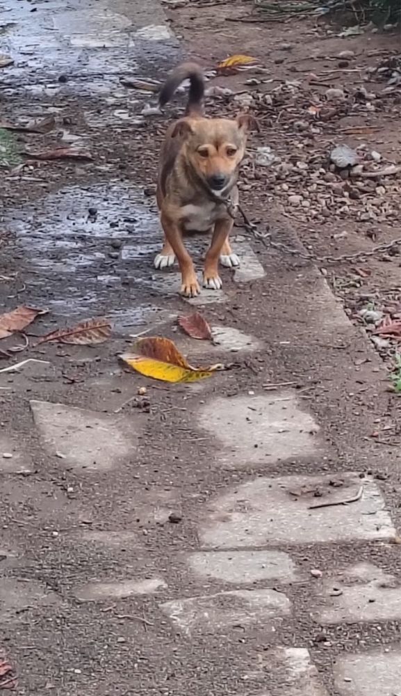 Dou menina de 1 ano e meio