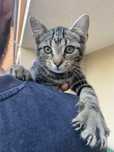 Mini-Bengal do adopcji - Zuri szuka swojego człowieka