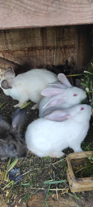 Młode Króliki 2 miesięczne