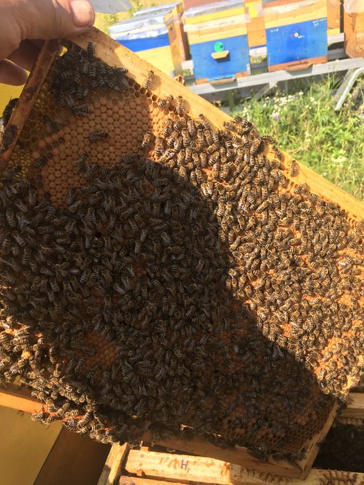 Продам бджоло пакети! 2025рік. Бджола карніка, матки ф 1