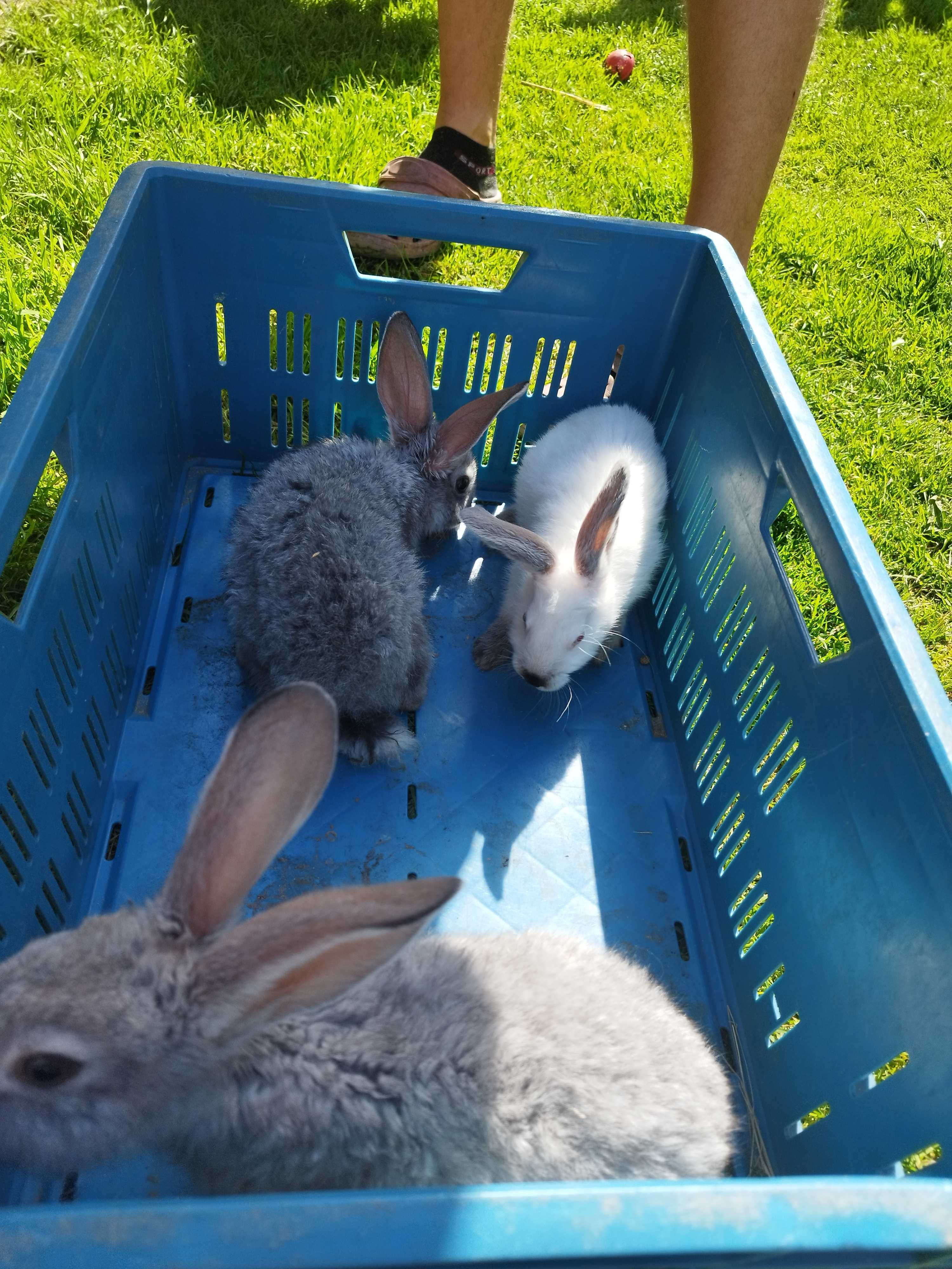 Na sprzedaż młode króliki