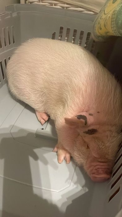 Dou Porca , muito mansa