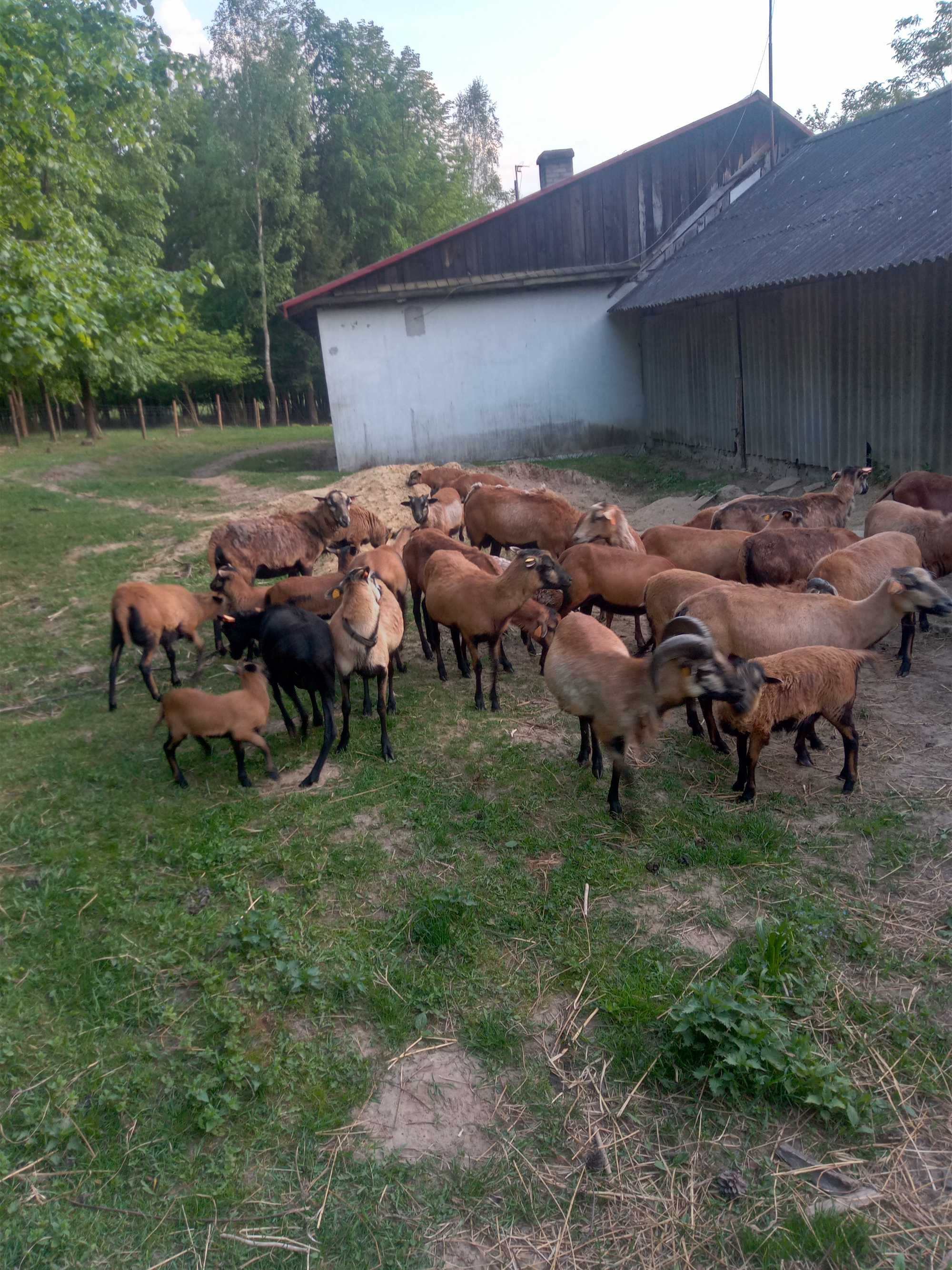 Sprzedam barany baranki owieczki Kameruńskie