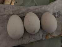 Jajka Gesie, perlicze , kurze z domowego gospodarstwa