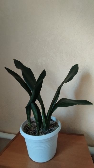 Сансавієрія Грандіс.