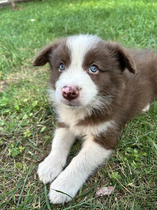 Czekoladowy Border Collie - Piesek - Domowa Hodowla