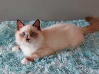 Kocurek  Ragdoll