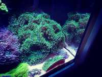 Магкий корал родактис зелений. Бріаріум неон .Корали для морського акв