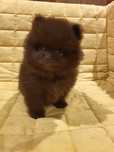 Czekoladowy pomeranian poleca się do nowego domu