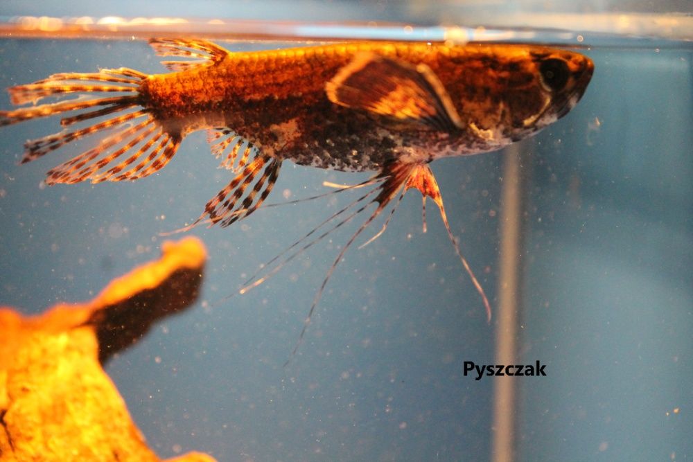 Motylowiec Pnatodon buchholzi "P"