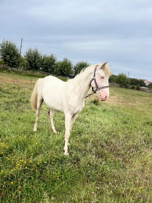 Poldro isabel lusitano cruzado