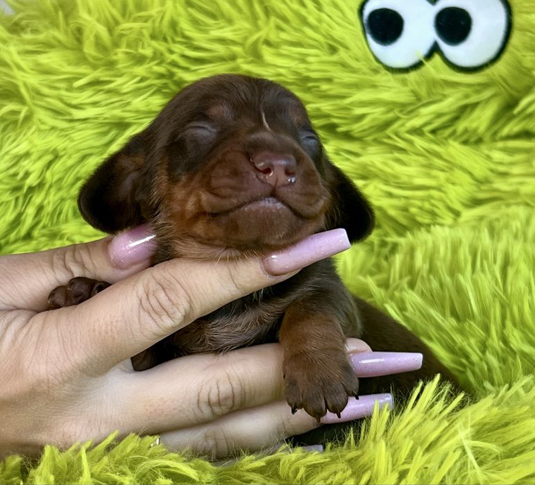 Jamnik Miniaturowy/cudowny piesio