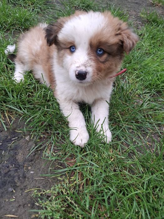 Szczeniak Border Collie Armani