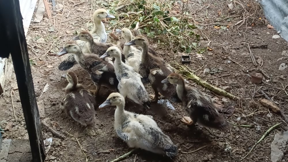 Crias de Pato Mudo