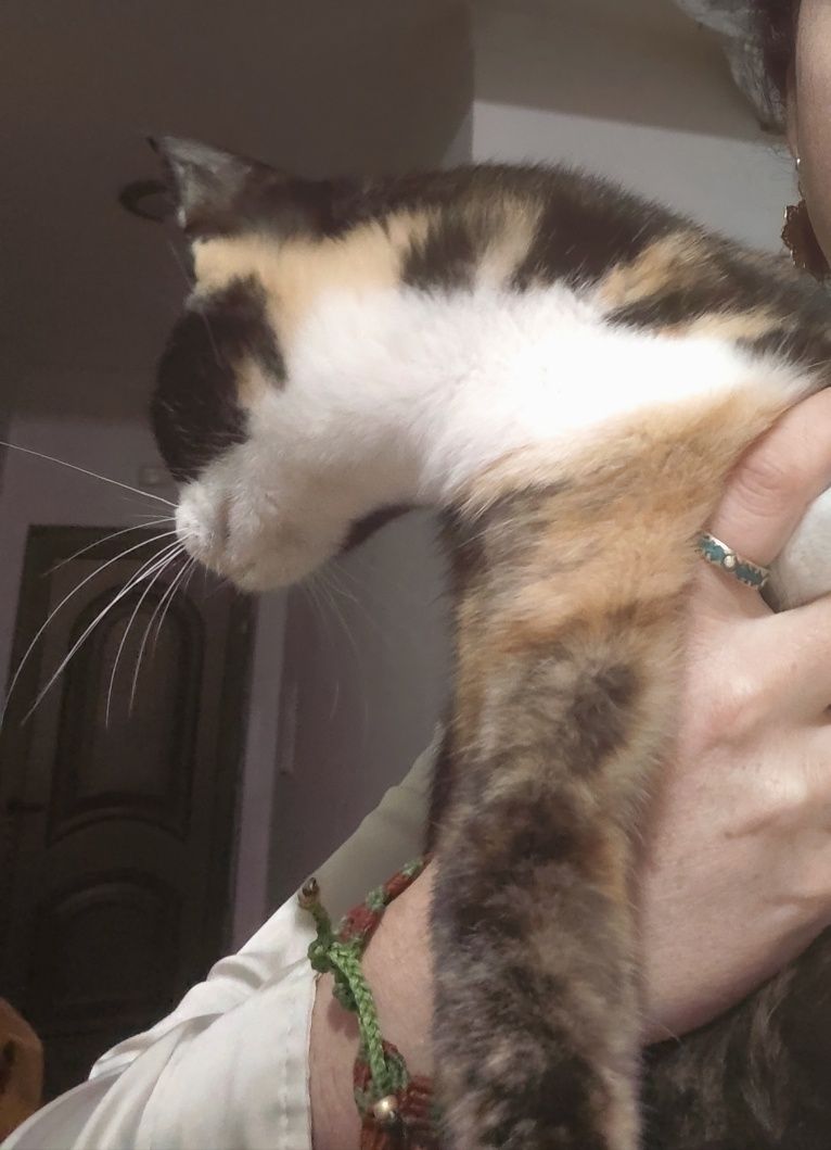 Gata com 1 ano muito bem disposta