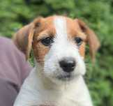 Jack Russell Terrier ROKO #S M A R T I E  J  A C K S# rodzice FCI/ZKwP