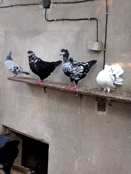 Kingi -gołębie ozdobne