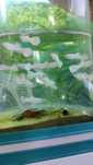 Guppy Velvet Branco _ TRIO 10€
