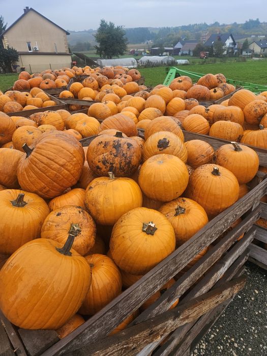 Dynia halloween 1-3, 3-6 , 6-10
