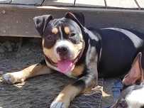 American Bully 7 mies. Szczeniak czarny tricolor