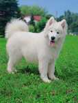 Samoyed piesek 6 miesięcy gotowy do odbioru